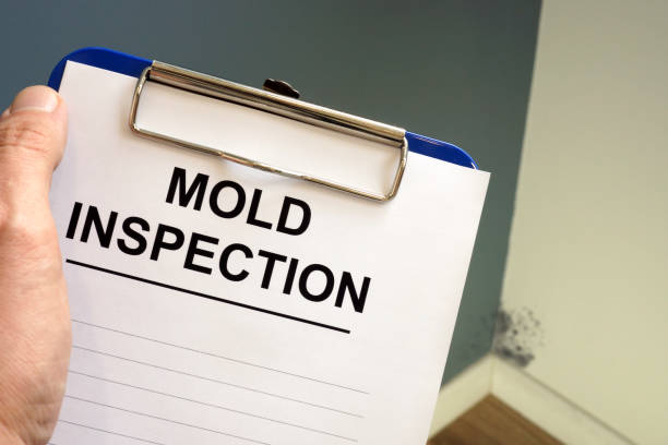 Why You Should Choose Our Mold Remediation Services in Jamestown, NY